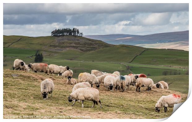 Grazing and Feeding at Bail Green, Lunedale Print by Richard Laidler