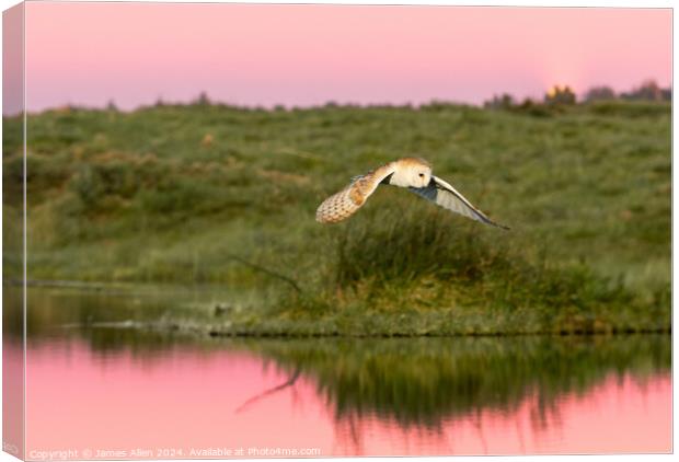The Sunset Barn Owl  Canvas Print by James Allen