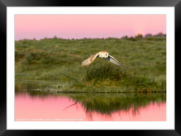 The Sunset Barn Owl  Framed Mounted Print by James Allen