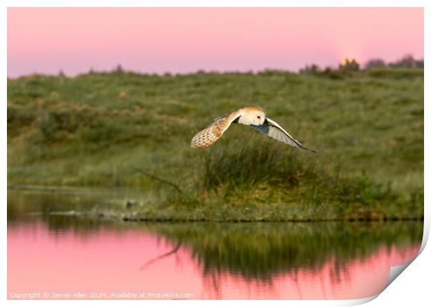The Sunset Barn Owl  Print by James Allen