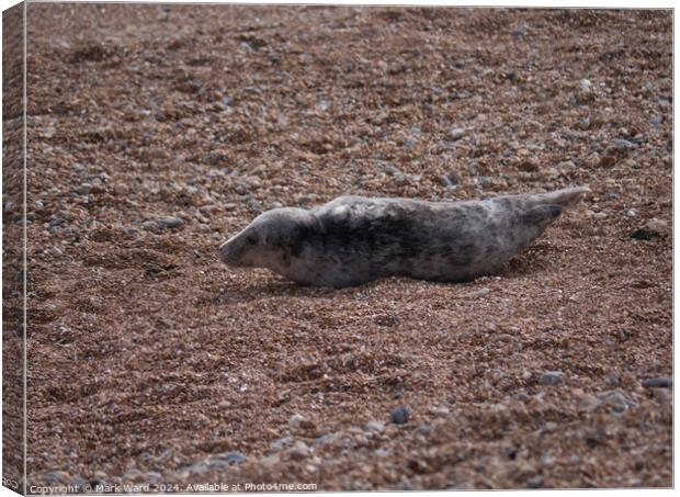 A Young Seal resting on a Hastings beach. Canvas Print by Mark Ward