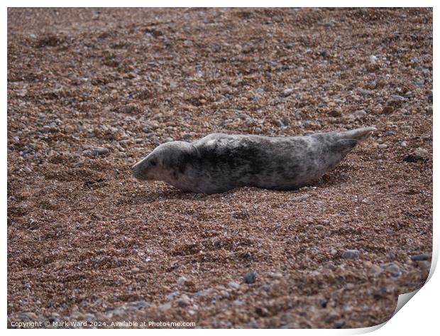 A Young Seal resting on a Hastings beach. Print by Mark Ward