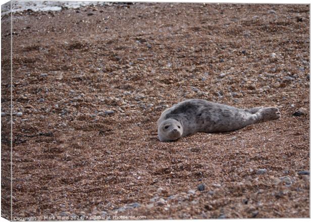 A juvenile Seal resting on a Hastings beach Canvas Print by Mark Ward