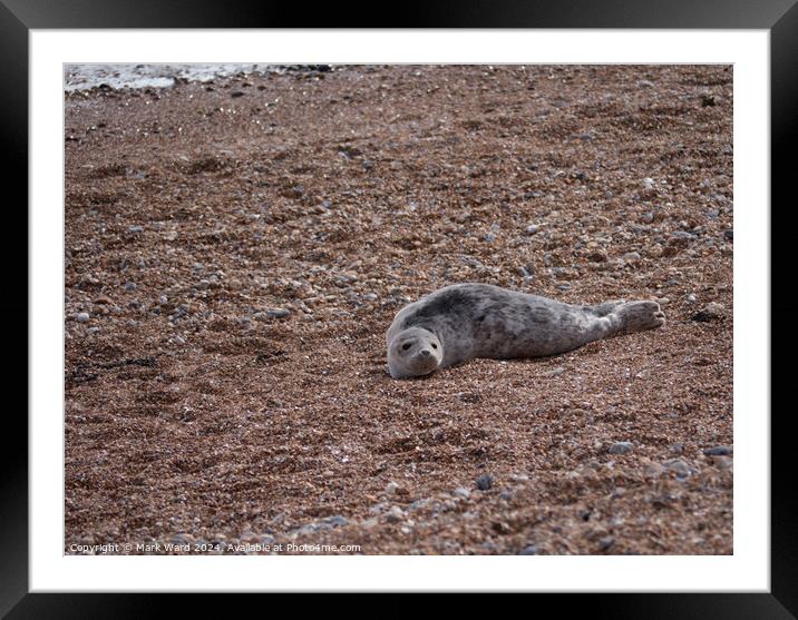 A juvenile Seal resting on a Hastings beach Framed Mounted Print by Mark Ward