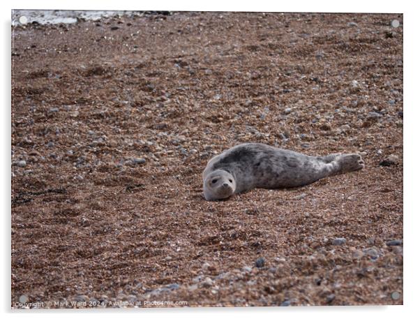 A juvenile Seal resting on a Hastings beach Acrylic by Mark Ward