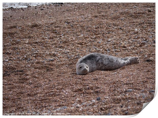 A juvenile Seal resting on a Hastings beach Print by Mark Ward