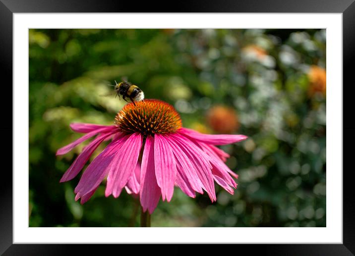 Bumblebee on Echinacea  Framed Mounted Print by Alison Chambers