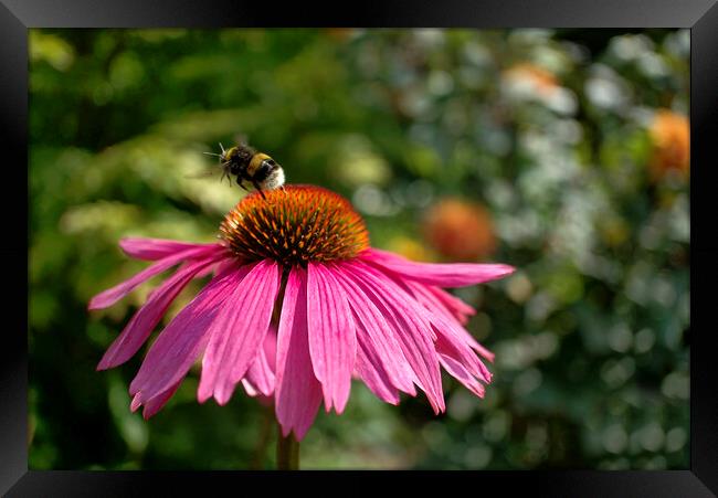 Bumblebee on Echinacea  Framed Print by Alison Chambers