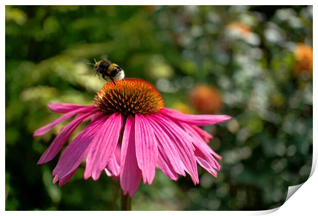 Bumblebee on Echinacea  Print by Alison Chambers