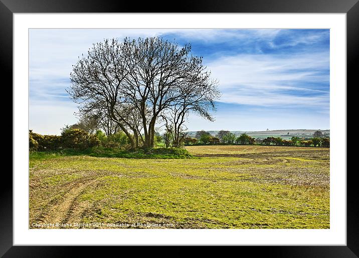 Springtime, County Down, Northern Ireland Framed Mounted Print by Jane McIlroy