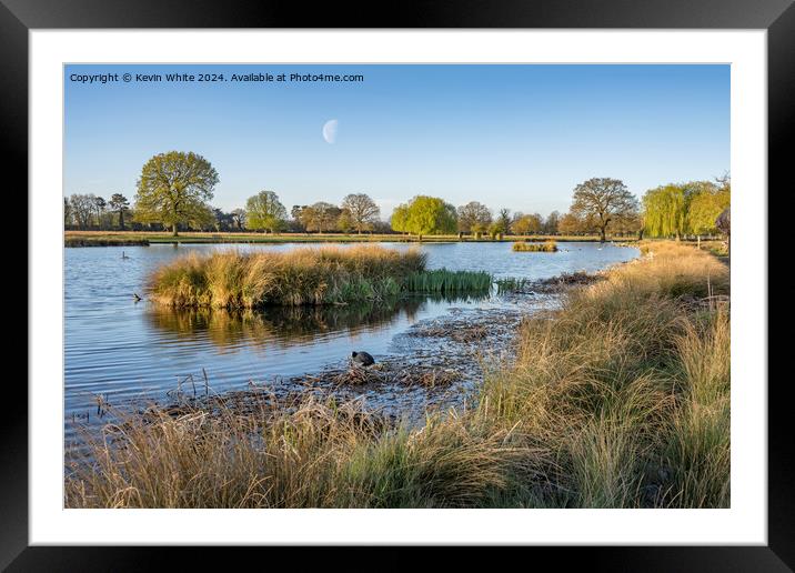 Half moon and early morning sunshine Framed Mounted Print by Kevin White