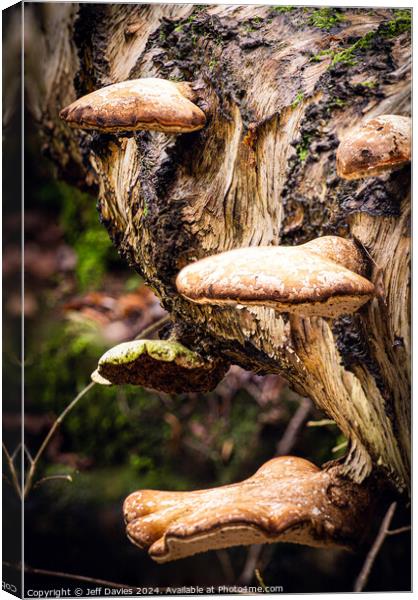 Woodland fungi Canvas Print by Jeff Davies