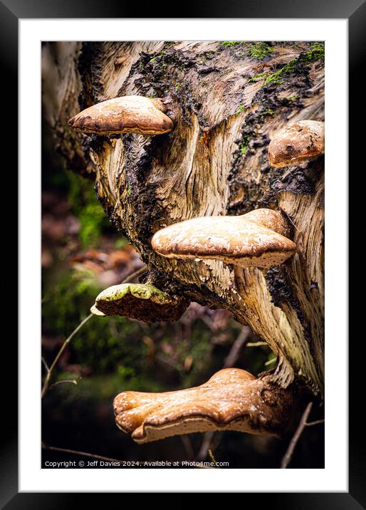 Woodland fungi Framed Mounted Print by Jeff Davies