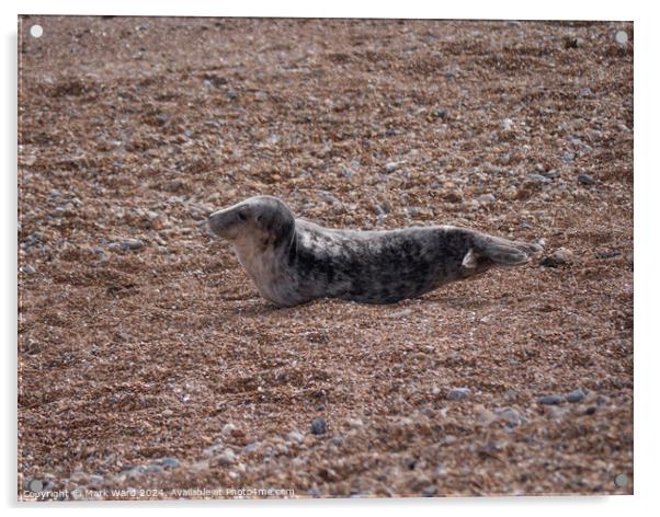 Seal on the beach Acrylic by Mark Ward