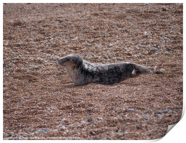 Seal on the beach Print by Mark Ward