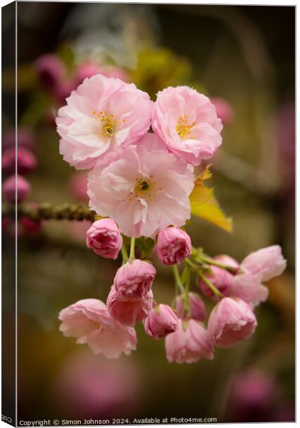 Pink Cherry Blossom Canvas Print by Simon Johnson
