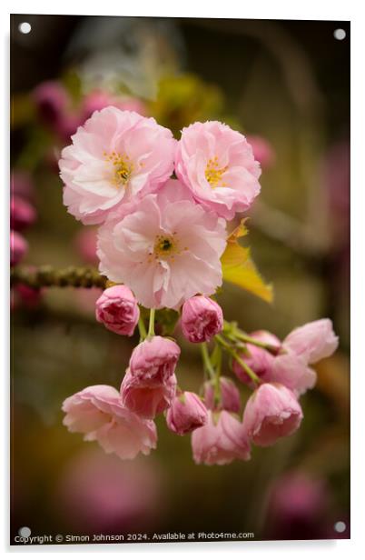 Pink Cherry Blossom Acrylic by Simon Johnson