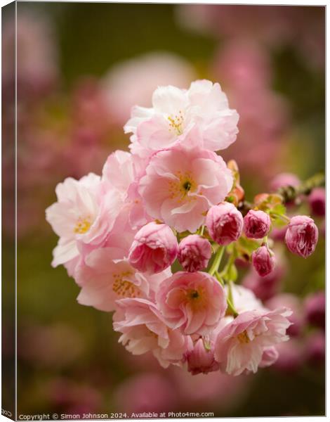  Cherry Blossom, Canvas Print by Simon Johnson