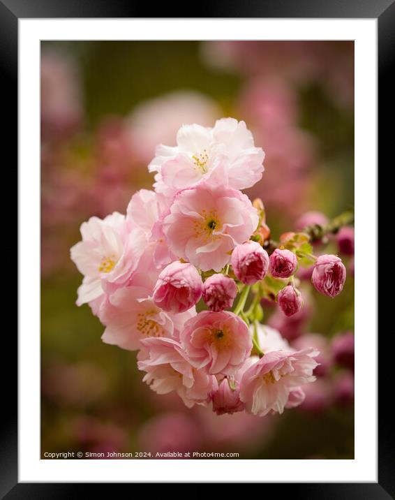  Cherry Blossom, Framed Mounted Print by Simon Johnson