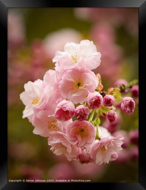  Cherry Blossom, Framed Print by Simon Johnson