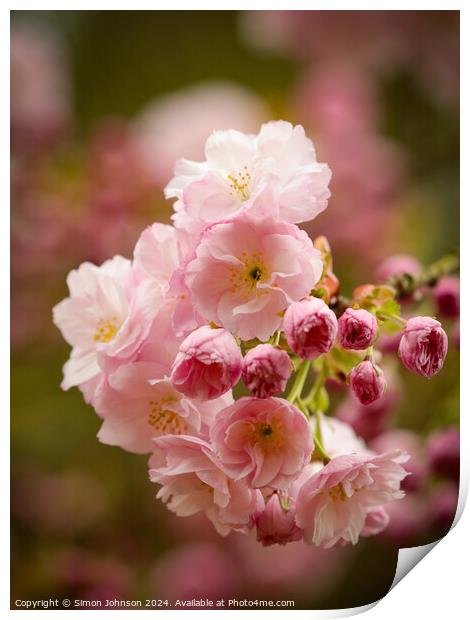  Cherry Blossom, Print by Simon Johnson