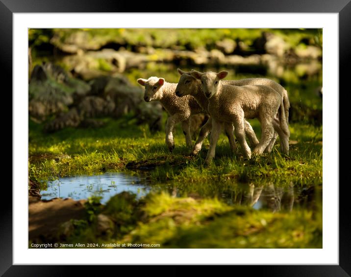 When The little woolies Come Out To Play  Framed Mounted Print by James Allen