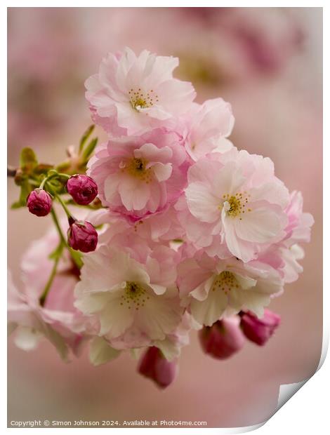 Cherry Blossom  Print by Simon Johnson