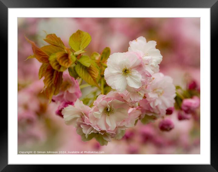 Spring Cherry Blossom  Framed Mounted Print by Simon Johnson