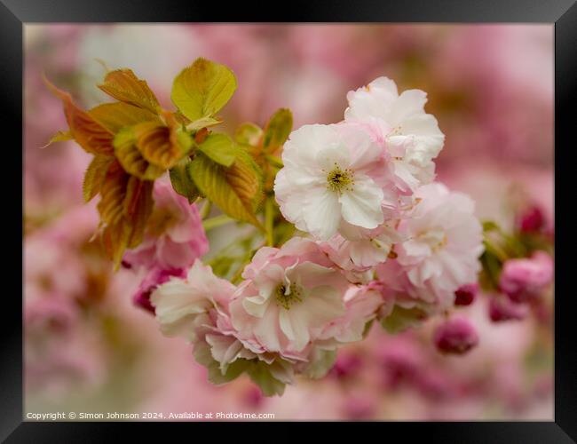 Spring Cherry Blossom  Framed Print by Simon Johnson