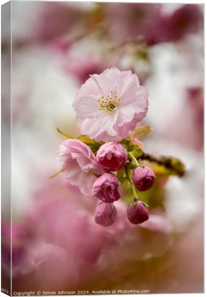 Spring Cherry Blossom  Canvas Print by Simon Johnson