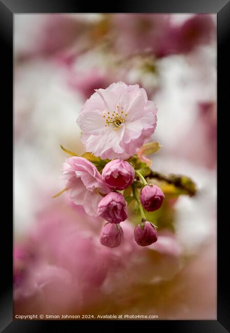 Spring Cherry Blossom  Framed Print by Simon Johnson