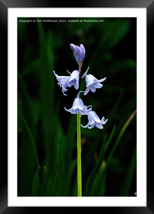 Bluebells Framed Mounted Print by Tom McPherson