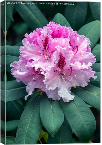 The Rhododendron Canvas Print by Tom McPherson