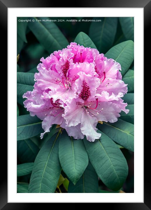The Rhododendron Framed Mounted Print by Tom McPherson
