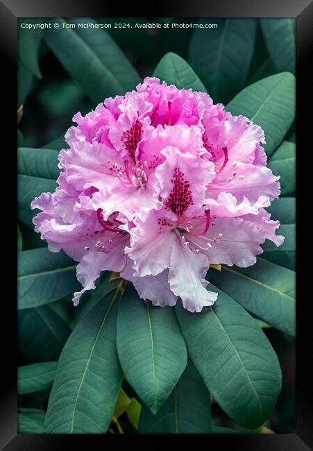 The Rhododendron Framed Print by Tom McPherson