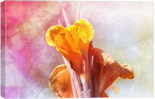 Cana Lily  flower  Canvas Print by Elaine Manley