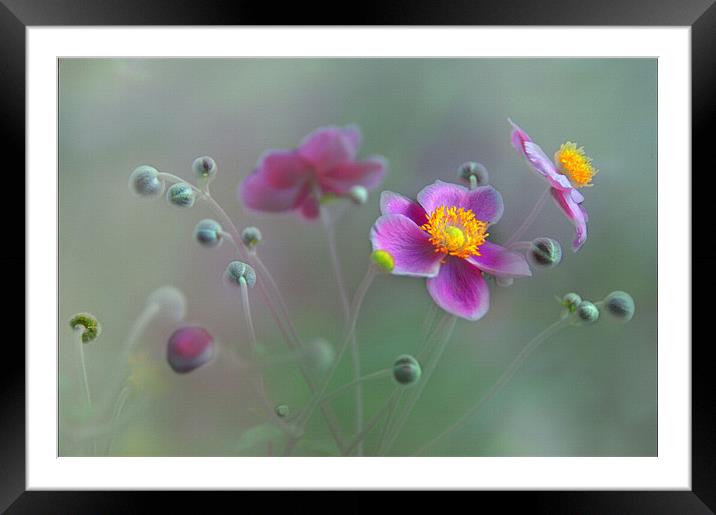  Anemone flowers Framed Mounted Print by Elaine Manley