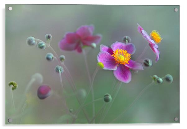  Anemone flowers Acrylic by Elaine Manley