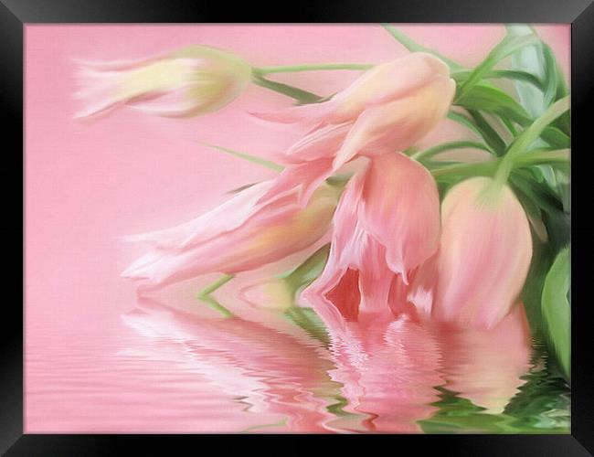  Spring Tulip Wish     flower  Framed Print by Elaine Manley