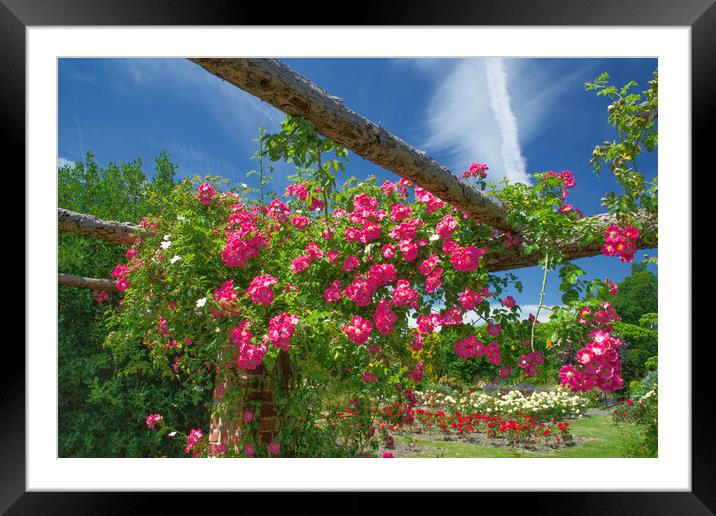 Rambling Rose Framed Mounted Print by Alison Chambers