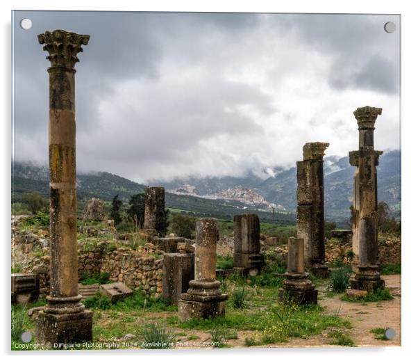 Volubilis Acrylic by DiFigiano Photography