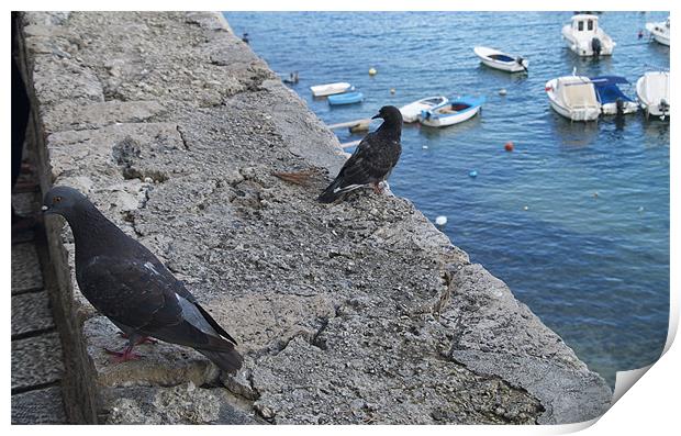 TWO PIGEONS Print by radoslav rundic