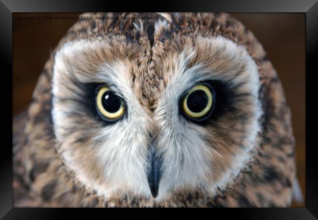 short-eared owl Framed Print by Tom McPherson