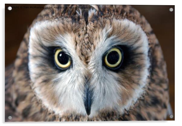short-eared owl Acrylic by Tom McPherson