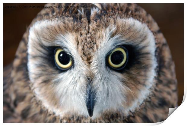 short-eared owl Print by Tom McPherson