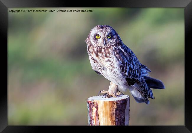 short-eared owl Framed Print by Tom McPherson