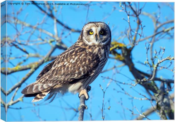 short-eared owl Canvas Print by Tom McPherson