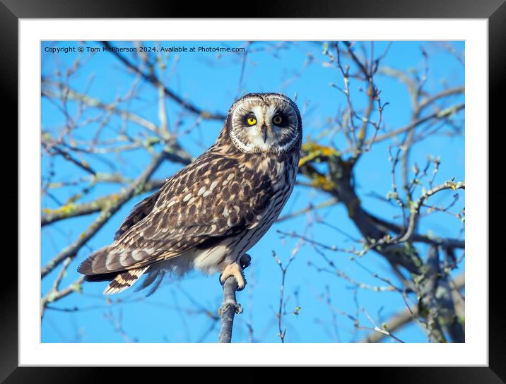 short-eared owl Framed Mounted Print by Tom McPherson