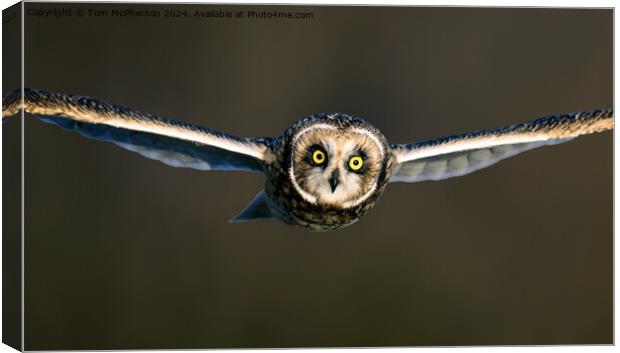 short-eared owl Canvas Print by Tom McPherson
