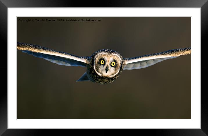 short-eared owl Framed Mounted Print by Tom McPherson
